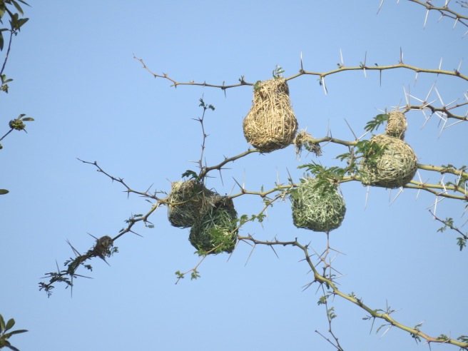 Weaver nests.JPG
